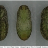 lyc thersamon pupa2 volg11